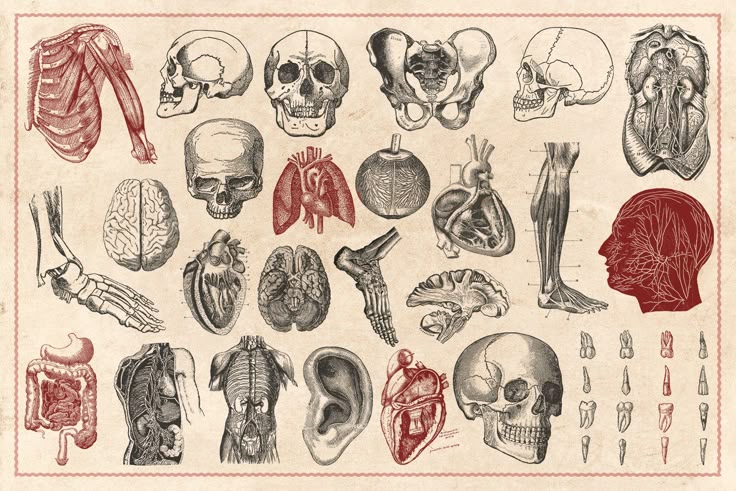 100-Vintage-Anatomy-Vectors-2