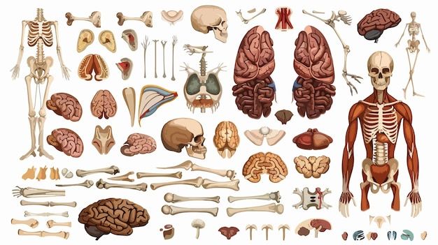 Page-2-_-Goodnotes-stickers-anatomy-Images-Free-Download-on-Freepik-2